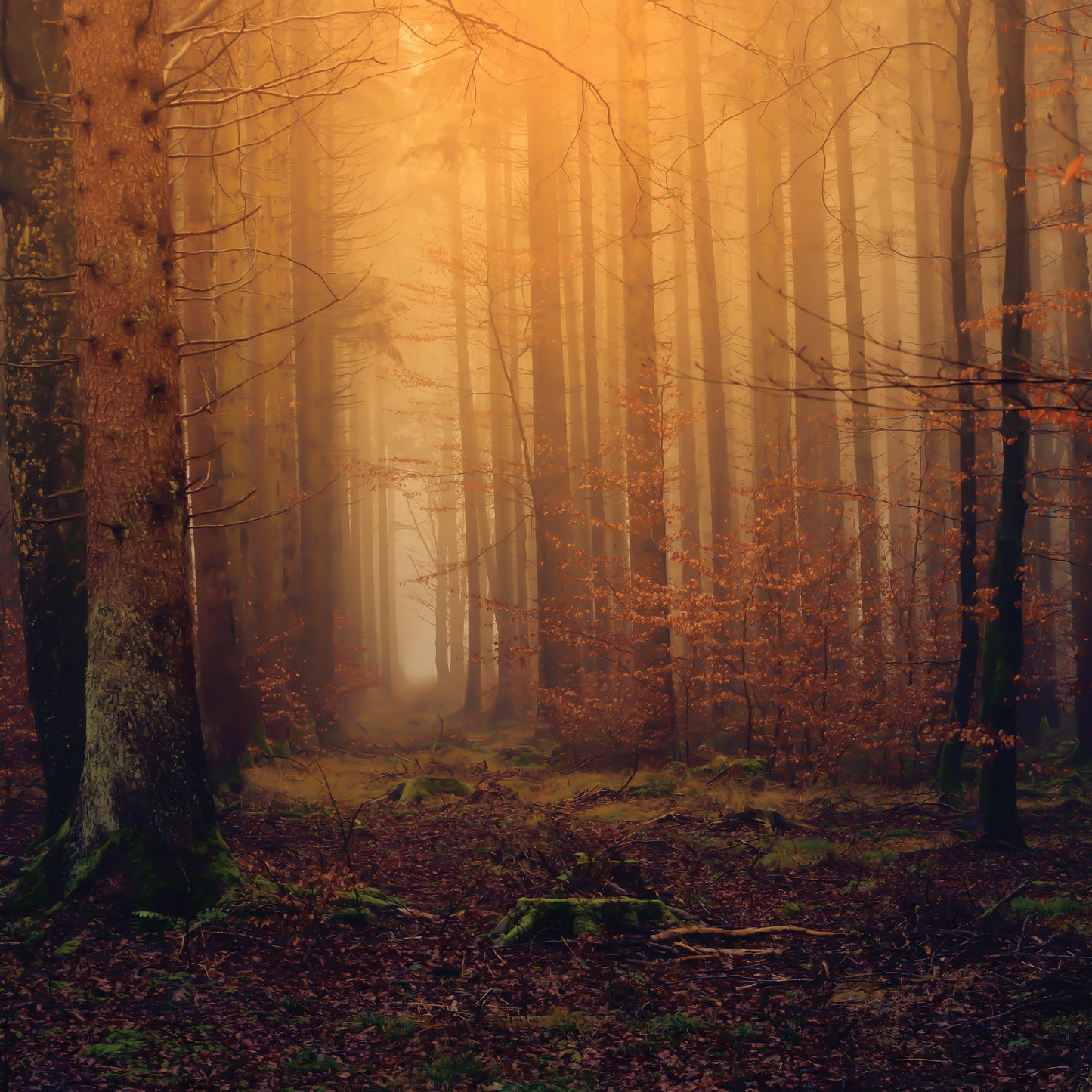 Orange Autumn Forest Bedroom Non-woven Photo Wallpaper (W x H) 312 cm x 219 cm (123" x 86")