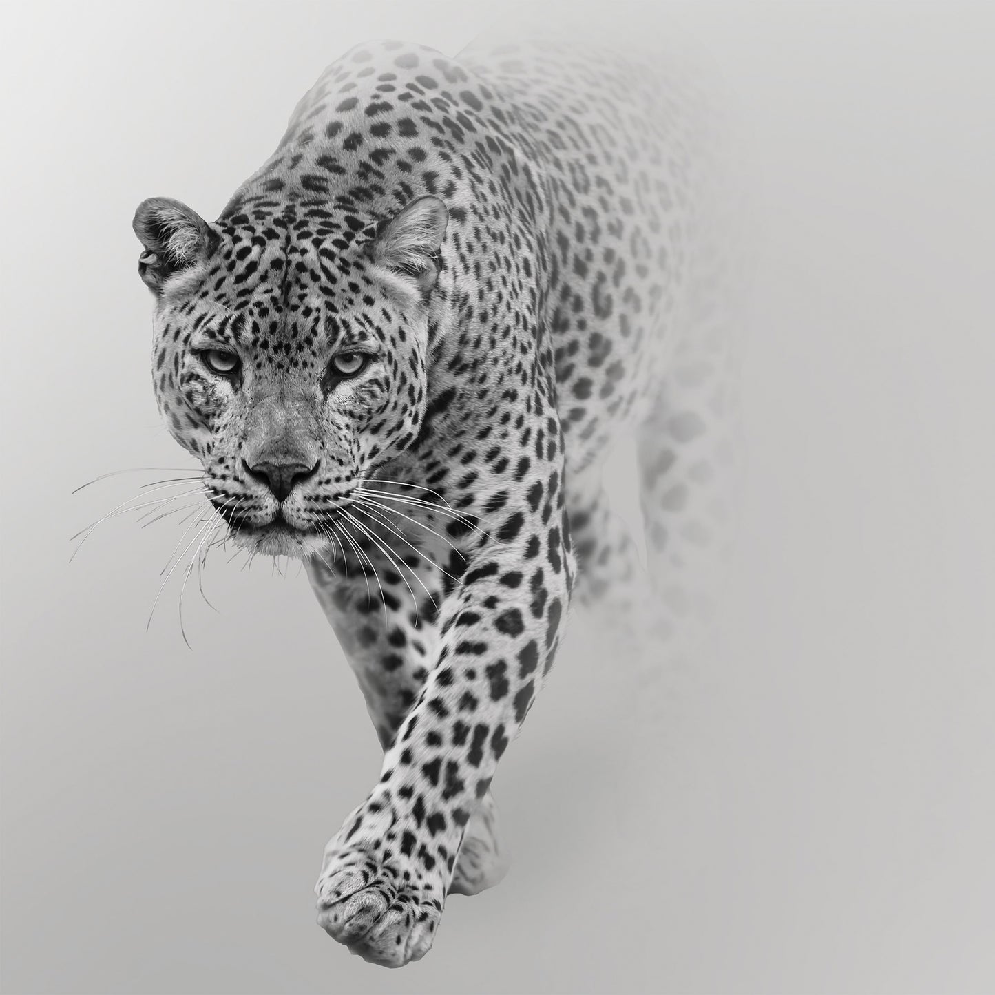 Grey Leopard Animal Animal Non-woven Photo Wallpaper (W x H) 312 cm x 219 cm (123" x 86")