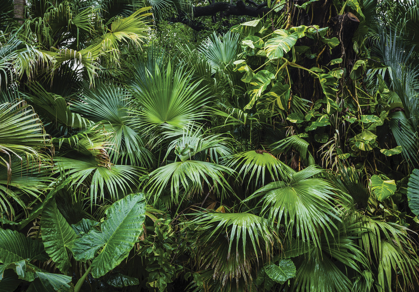 Green Jungle Plants Botanical Nature Non-woven Photo Wallpaper Size Selection