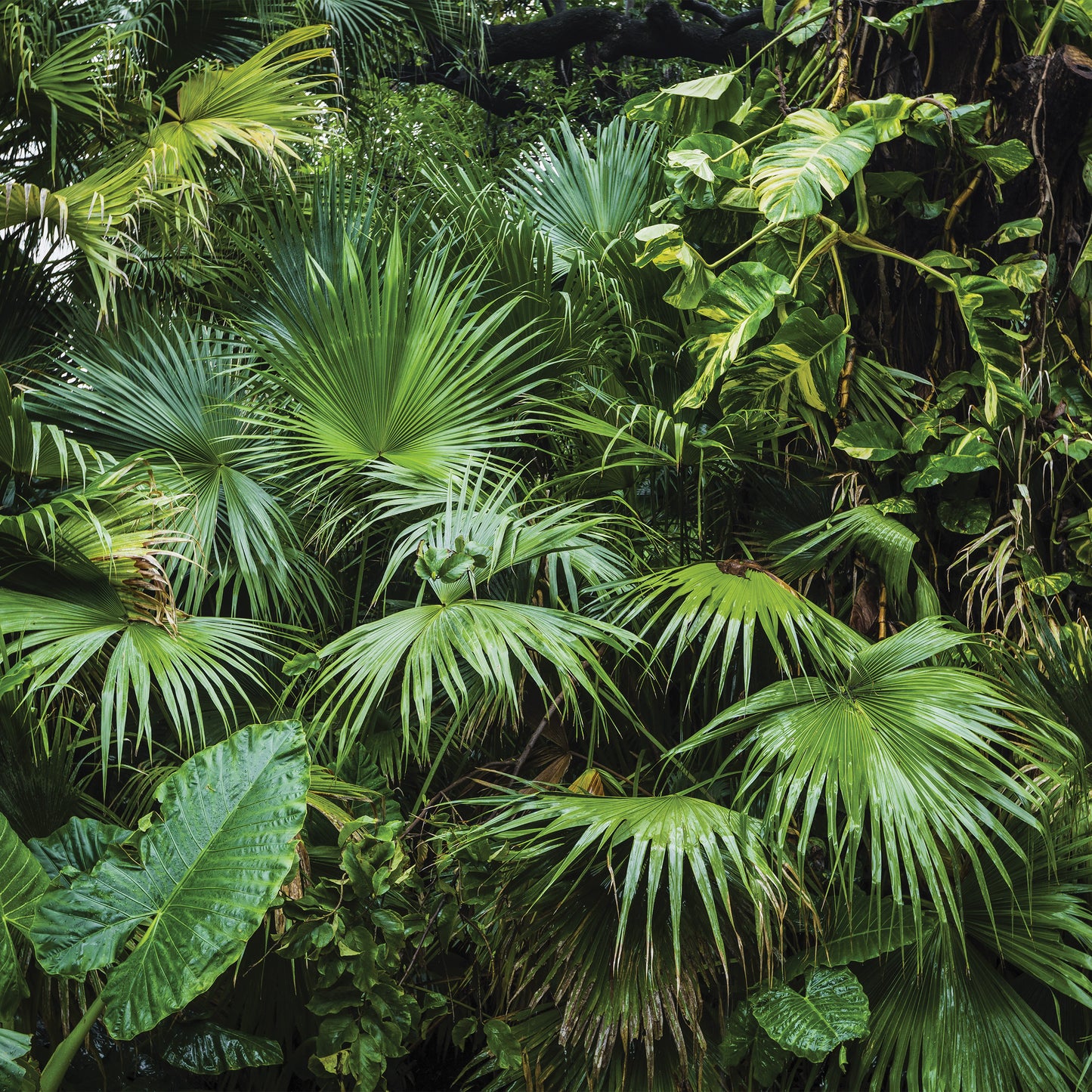 Green Jungle Plants Botanical Nature Non-woven Photo Wallpaper Size Selection