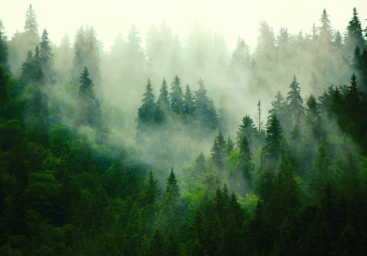 Green Forest Trees Foggy Nature Non-woven Photo Wallpaper (W x H) 312 cm x 219 cm (123" x 86")