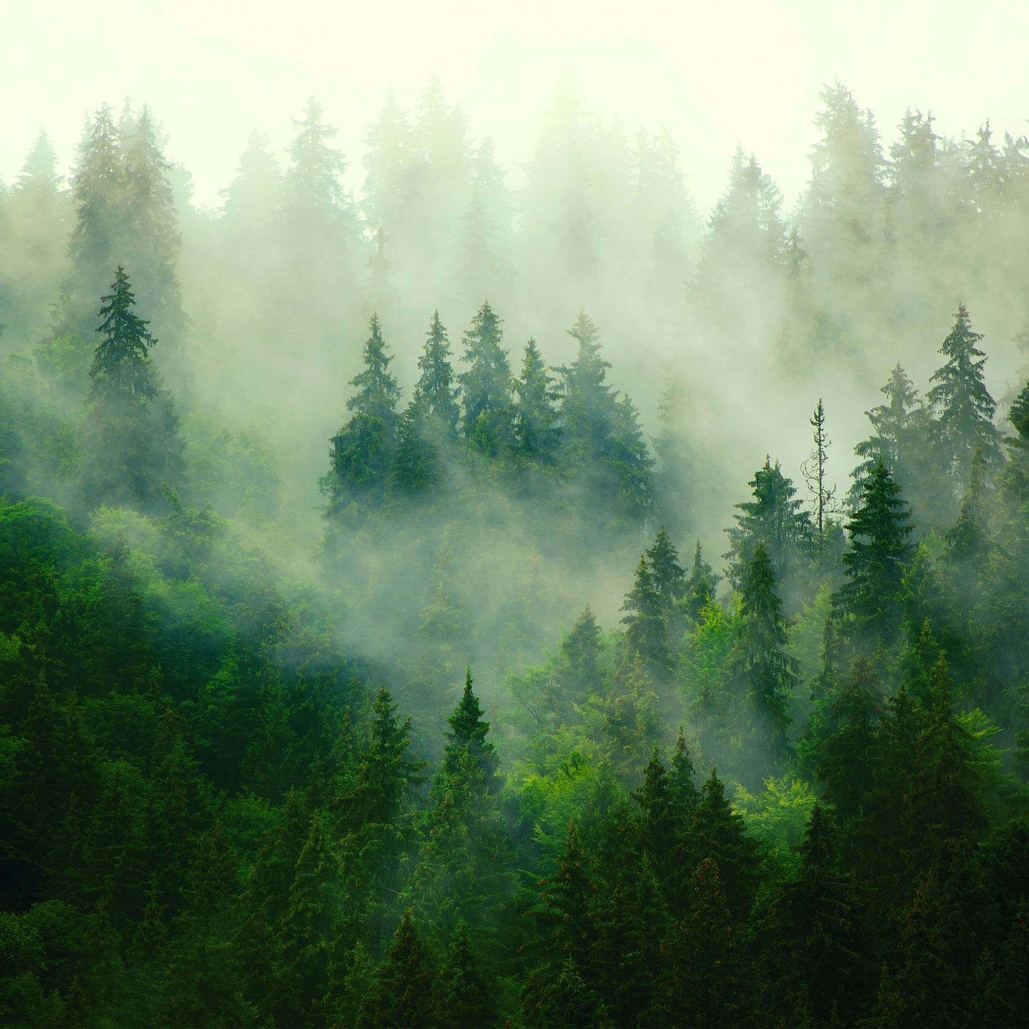 Green Forest Trees Foggy Nature Non-woven Photo Wallpaper (W x H) 312 cm x 219 cm (123" x 86")