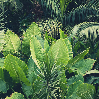Close-up of tropical leaves with a focus on green hues
