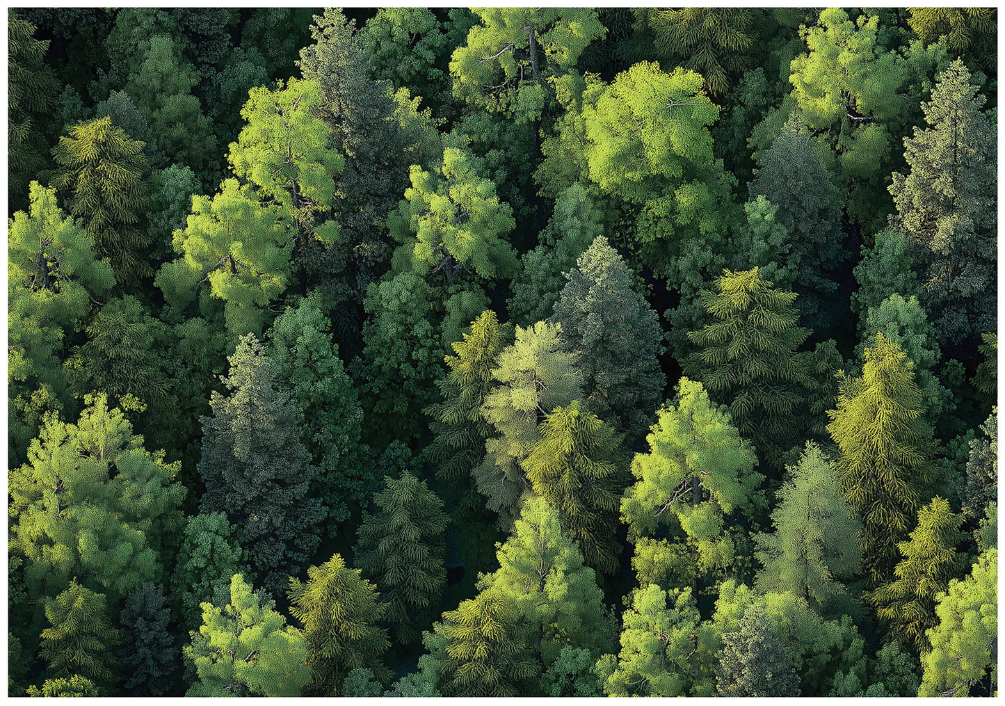 Green Trees Nature Non-woven Photo Wallpaper (W x H) 312 cm x 219 cm (123" x 86")