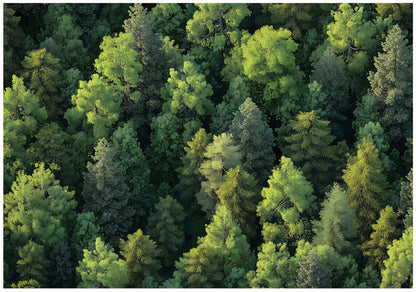 Green Trees Nature Non-woven Photo Wallpaper (W x H) 312 cm x 219 cm (123" x 86")