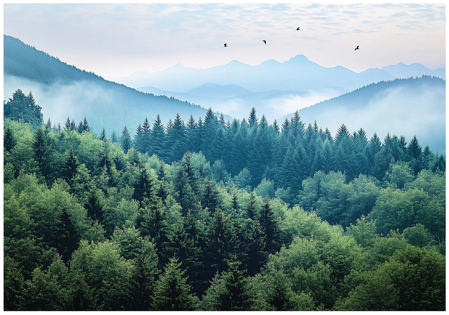 Forest with misty mountains in the background wallpaper for bedroom