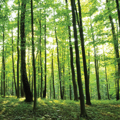 Green Summer Forest Scenery Nature Non-woven Photo Wallpaper