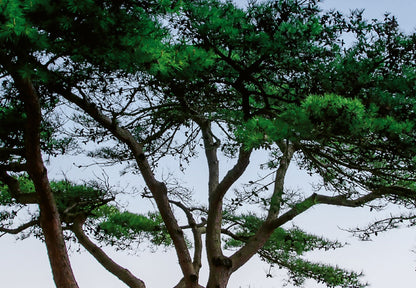 Tree on the middle of the Blue Flower Field Nature Wallpaper Mural  (W x H) 384 cm x 260 cm (151" x 102")