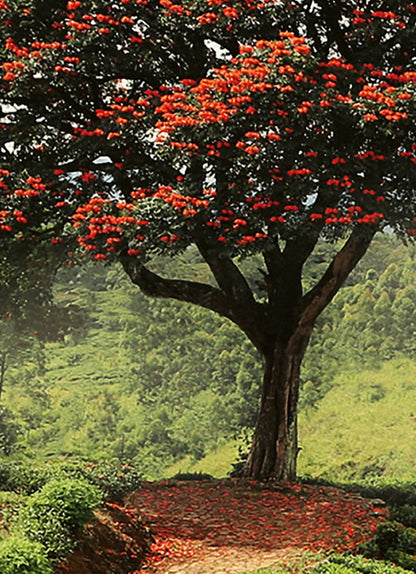 Red Tree And Hills Sri Lanka Nature Wallpaper Mural (W x H) 384 cm x 260 cm (151" x 102")