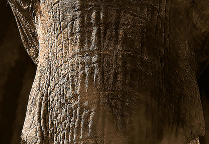 Elephant Animal Animal Wallpaper Mural  (W x H) 384 cm x 260 cm (151" x 102")