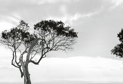 Trees in the Still Water Nature Wallpaper Mural (W x H) 384 cm x 260 cm (151" x 102")