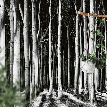 Ghost Forest Night Nature Wallpaper Mural (W x H) 384 cm x 260 cm (151" x 102")