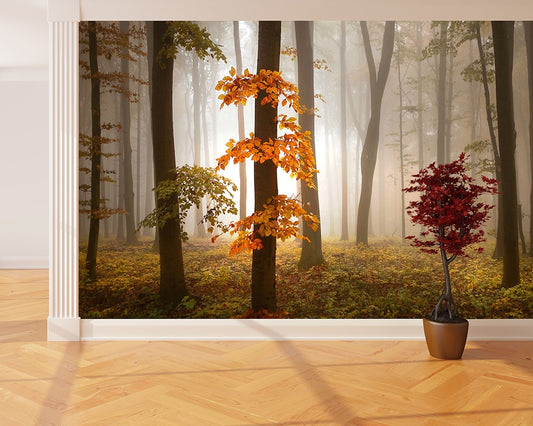Foggy Autumn Forrest Nature Wallpaper Mural (W x H) 384 cm x 260 cm (151" x 102")