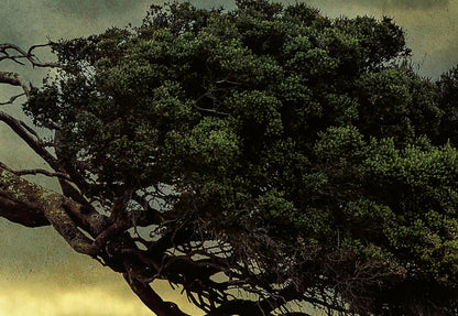 Lonely Vintage Tree Nature Wallpaper Mural (W x H) 384 cm x 260 cm (151" x 102")