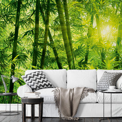 Green Bamboo Forest Nature Wallpaper Mural  (W x H) 384 cm x 260 cm (151" x 102")
