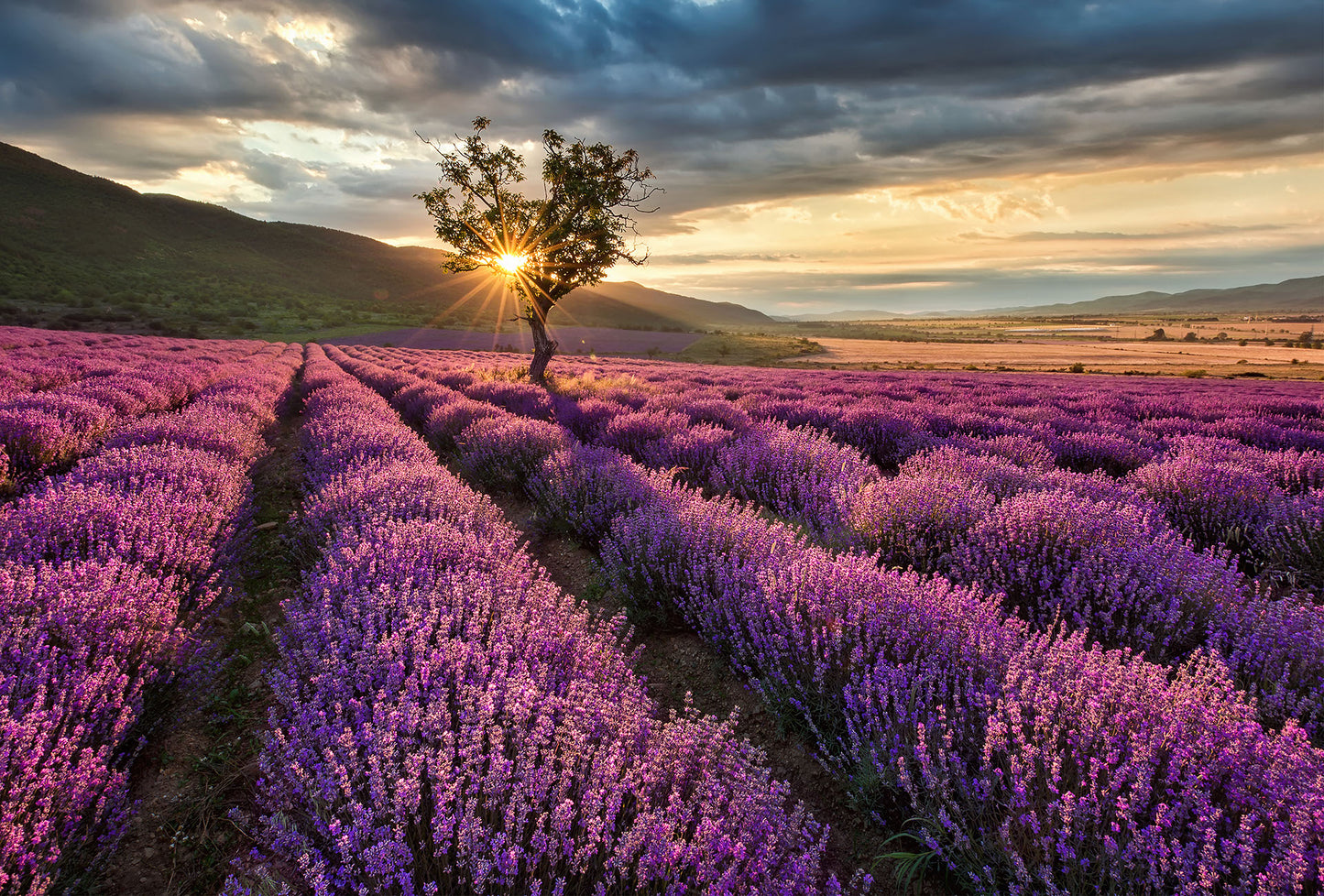 Purple Lavender Fields Sunset Nature Wallpaper Mural  (W x H) 384 cm x 260 cm (151" x 102")