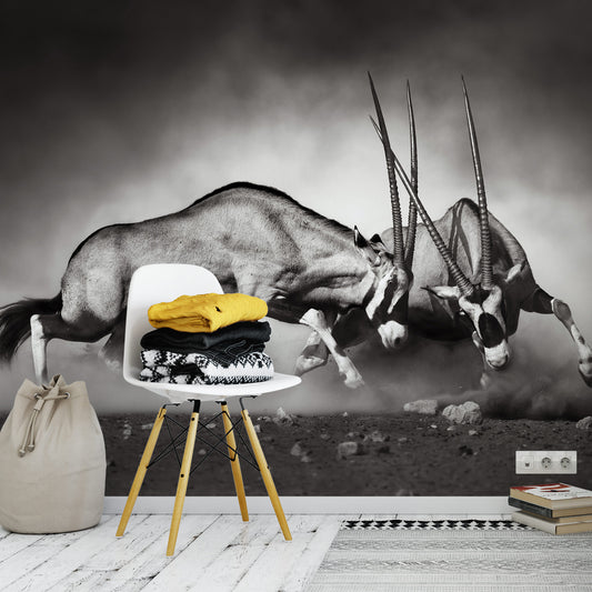 Fighting Animals the Duel Animal Wallpaper Mural