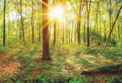 Sunny Summer Forest Nature Wallpaper Mural  (W x H) 384 cm x 260 cm (151" x 102")