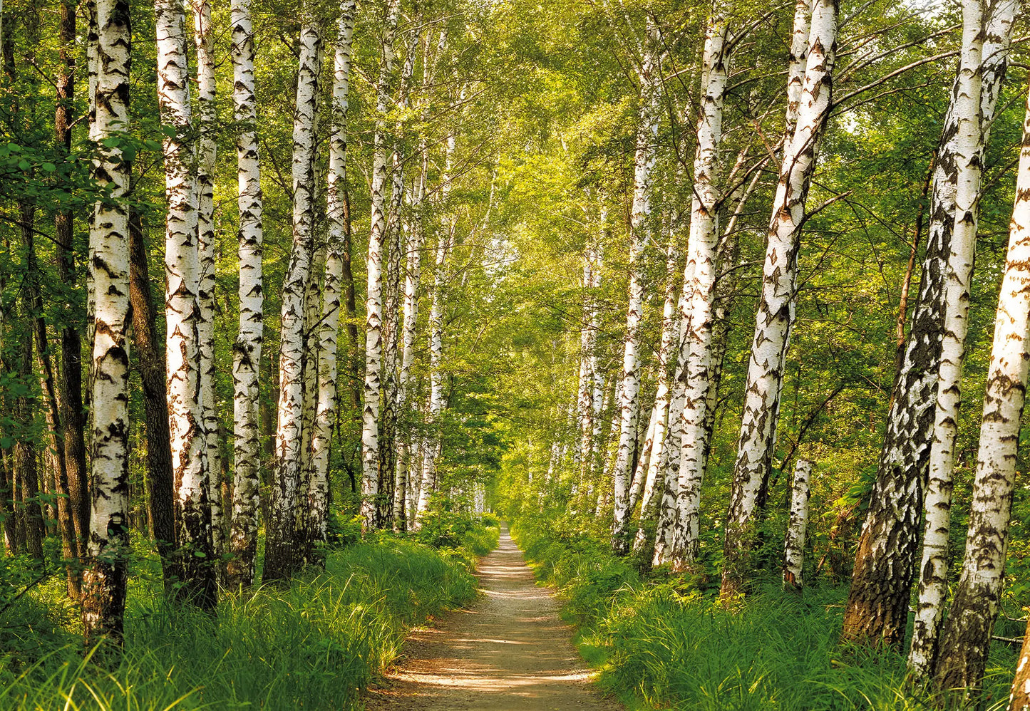 Green Forest Bedroom Photo Wallpaper (W x H) 368cm x 254cm (144" x 100")