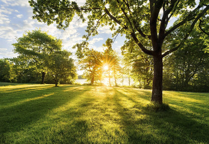 Green Park Over Lake Photo Wallpaper 