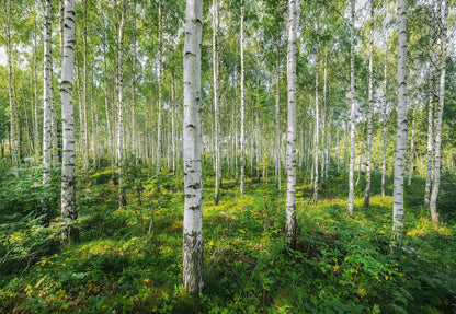 Sunny Day Forest Scenery Dining Room Photo Wallpaper