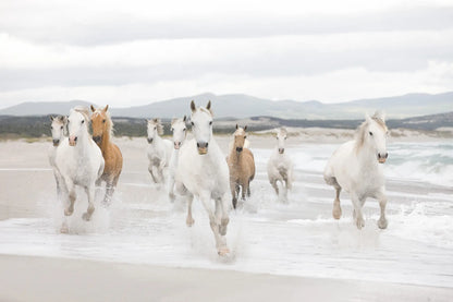 A Herd of Galloping White Horses Girl Bedroom Photo Wallpaper (W x H) 368cm x 254cm (144" x 100")