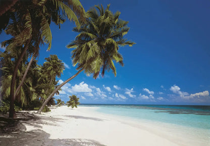 Maldives Palms on the Beach Photo Wallpaper (W x H) 368cm x 254cm (144" x 100")