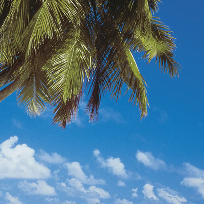 Maldives Palms on the Beach Photo Wallpaper (W x H) 368cm x 254cm (144" x 100")
