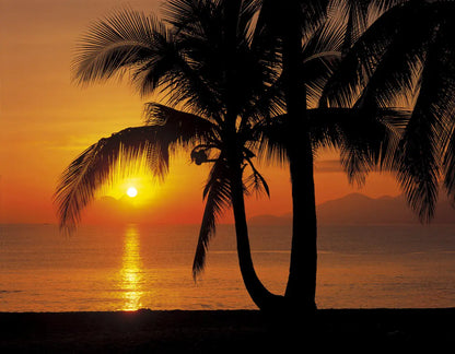 Palmy Beach Sunrise Photo Wallpaper (W x H) 368cm x 254cm (144" x 100")