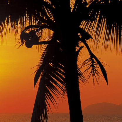Palmy Beach Sunrise Photo Wallpaper (W x H) 368cm x 254cm (144" x 100")