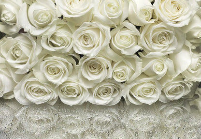 White Roses Floral Photo Wallpaper (W x H) 368cm x 254cm (144" x 100")