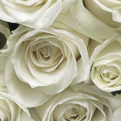 White Roses Floral Photo Wallpaper (W x H) 368cm x 254cm (144" x 100")