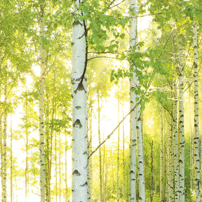 Green Summer Forest Photo Wallpaper (W x H) 368cm x 254cm (144" x 100")