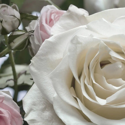Light Rose Pink Flowers Bedroom Floral Photo Wallpaper (W x H) 368cm x 254cm (144" x 100")