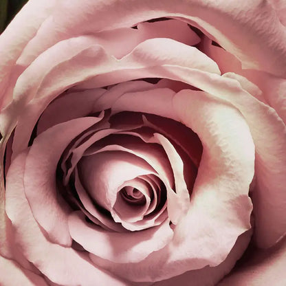 Dark Green Pink and Velvet Floral Photo Wallpaper closeup 1