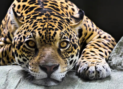 Wild Animals Curious Jaguar Photo Wallpaper 