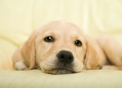 Golden Retriever Puppy Nursery Photo Wallpapers