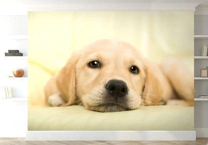 Golden Retriever Puppy Nursery Photo Wallpaper 