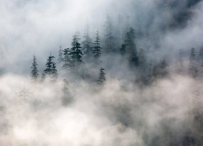 Foggy Forest Photo Wallpaper (W x H) 320cm x 230cm (126" x 90")