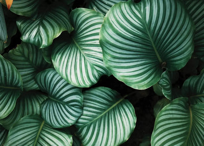 Botanical decorative wallpaper