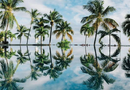 Palms Photo Wallpaper