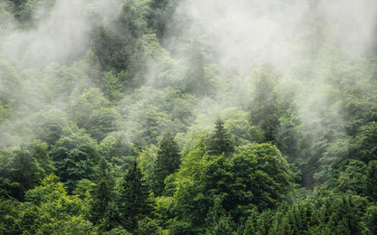 Forest Land Green Trees Nature Non-woven photo wallpaper 400 cm x 250 cm | 157" x 98"