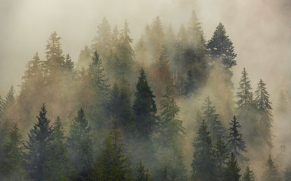 Mistical Forest Foggy Scenery Nature Non-woven photo wallpaper 400 cm x 250 cm | 157" x 98"