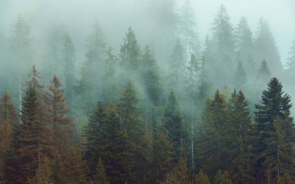 Foggy Firs European Forest Scenry Nature Non-woven photo wallpaper 400 cm x 250 cm | 157" x 98"