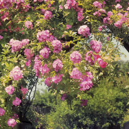 Rose Garden Country Scenery Dining Room Photo Wallpaper closeup
