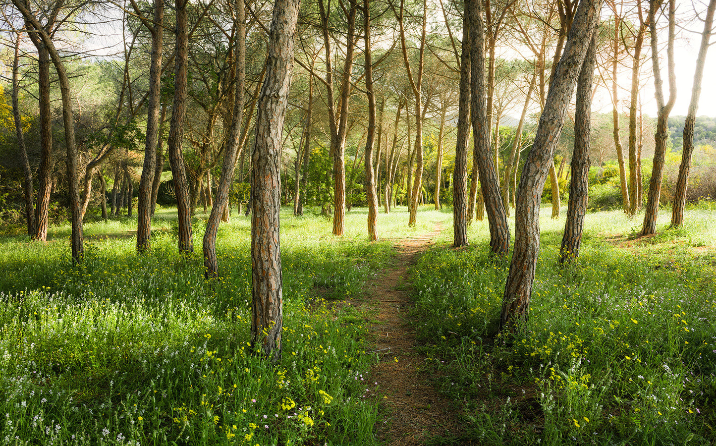 Green Forest European Nature Nature Non-woven photo wallpaper 450 cm x 250 cm | 177" x 98"