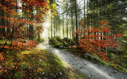 Autumn Forest Scenery Nature Non-woven photo wallpaper 450 cm x 250 cm | 177" x 98"