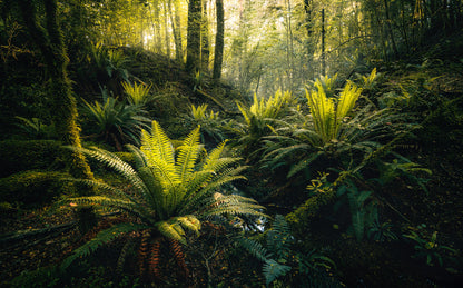 Fjordland Woods Botanical Living Room Botanical Non-woven photo wallpaper 450 cm x 250 cm | 177" x 98"