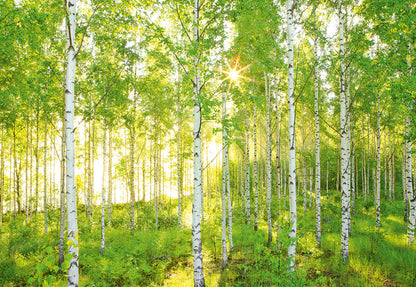 Green Summer Forest Nature Non-Woven Wall Mural  (W x H) 368cm x 248cm (144" x 98")