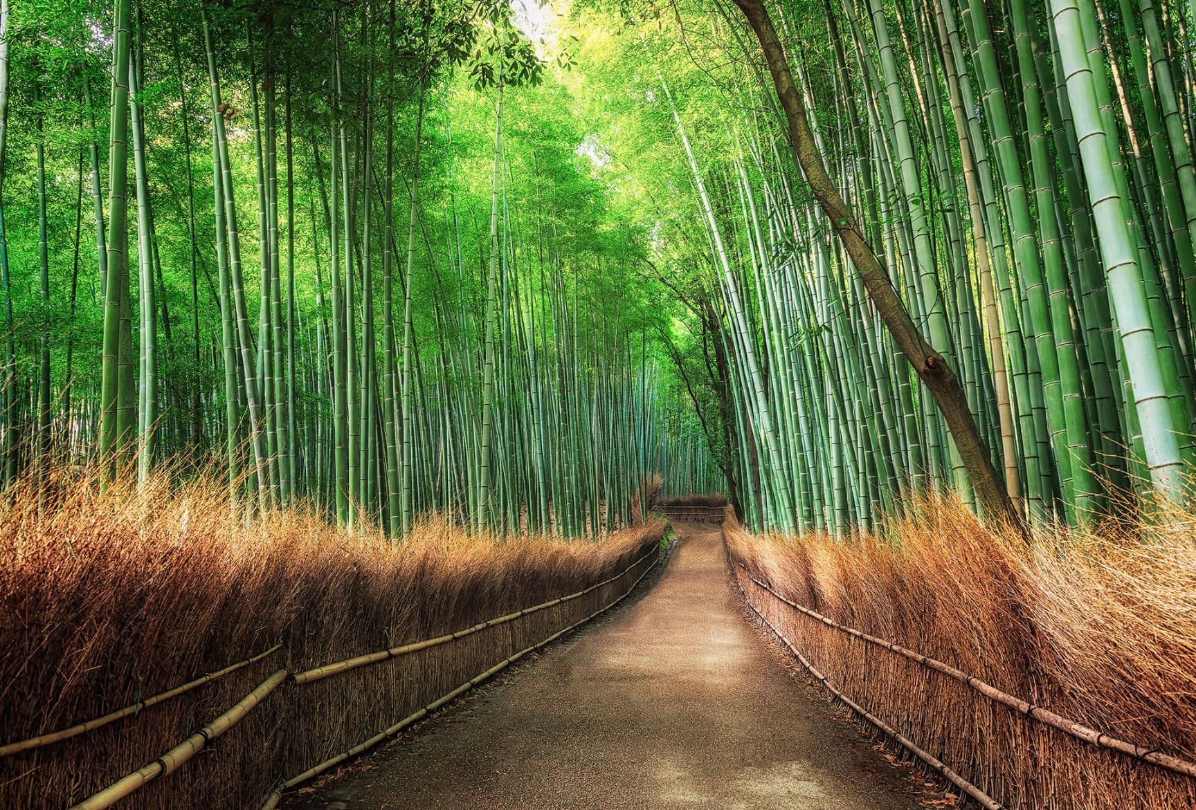 Bamboo Grove Kyoto Wallpaper Mural Idealdecor